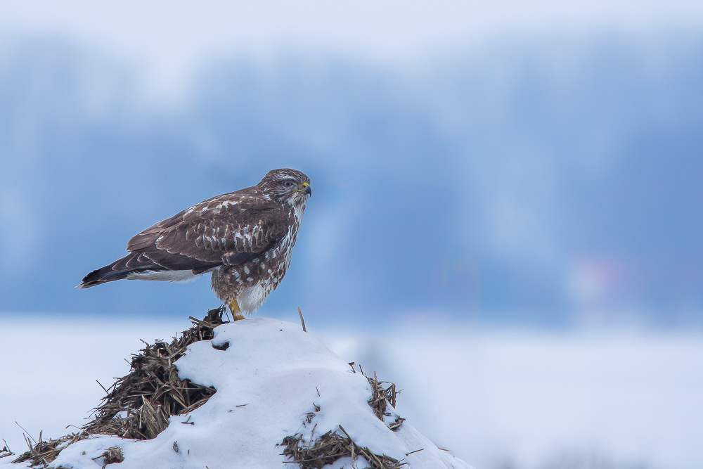 Warten auf den Winter