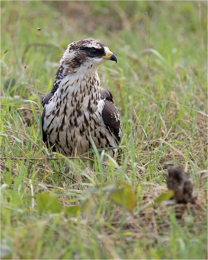 „Wespenbussard – ganz nah “