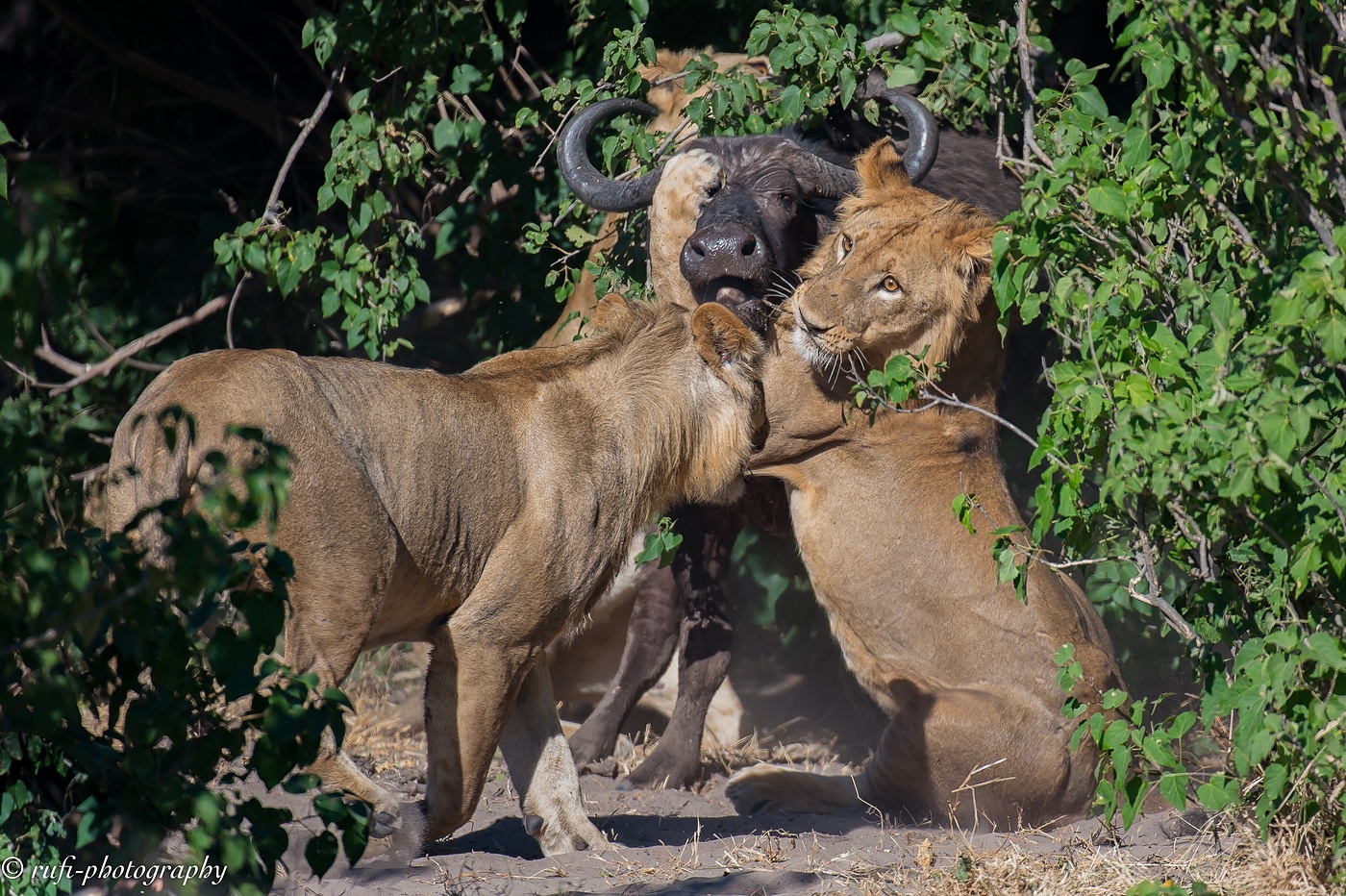 Löwenangriff in Botswana
