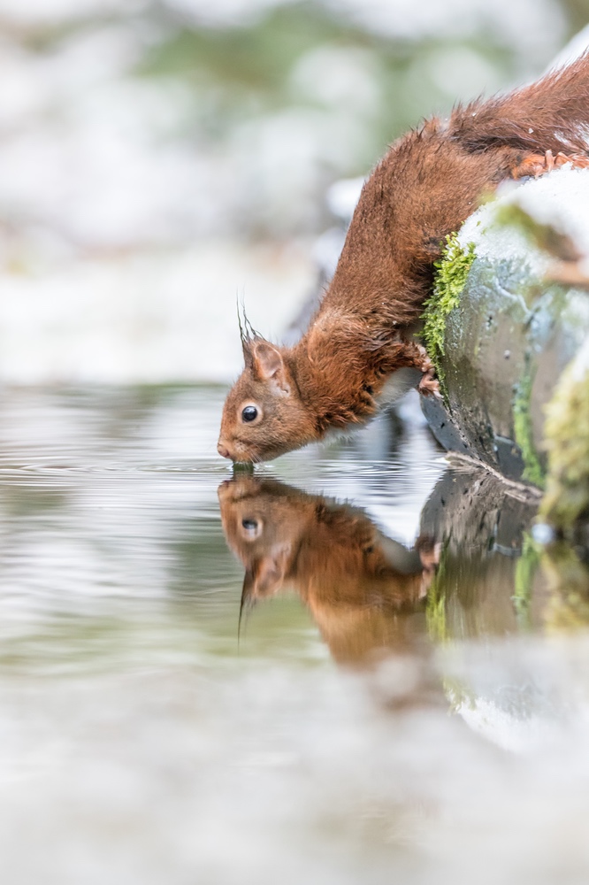 Eichhörnchen in der Winterlandschaft