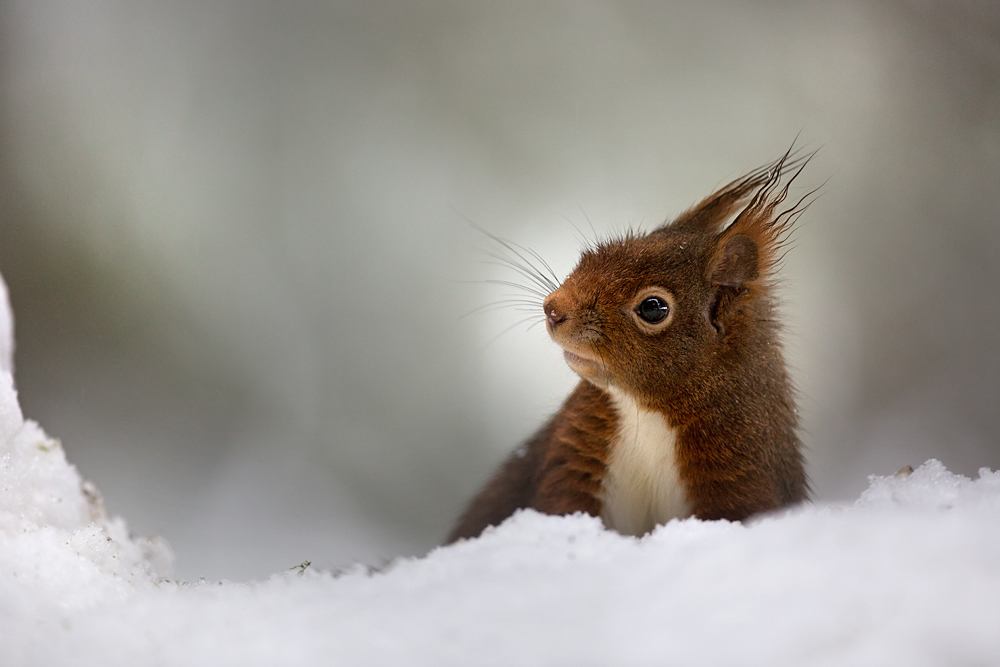 Endlich Schnee !