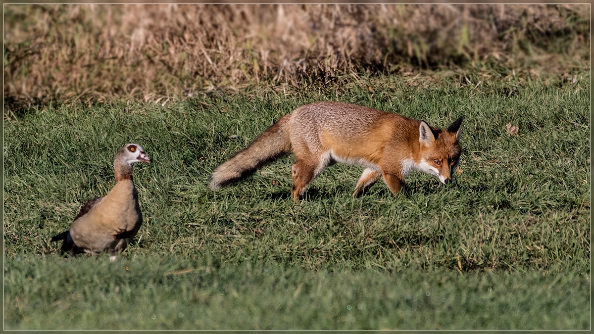 ...was guckst Du...