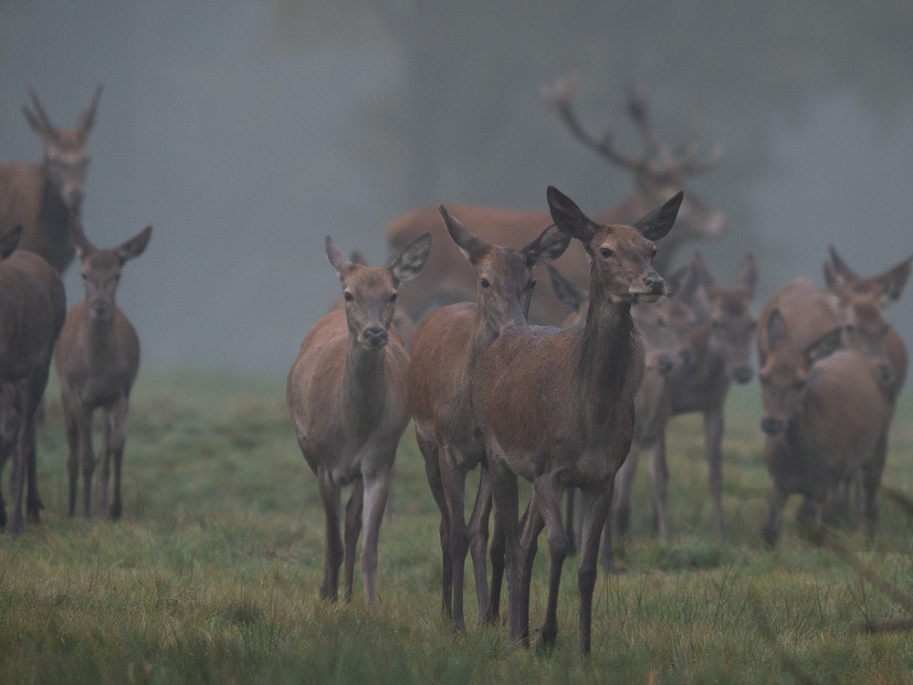 aus dem Morgennebel