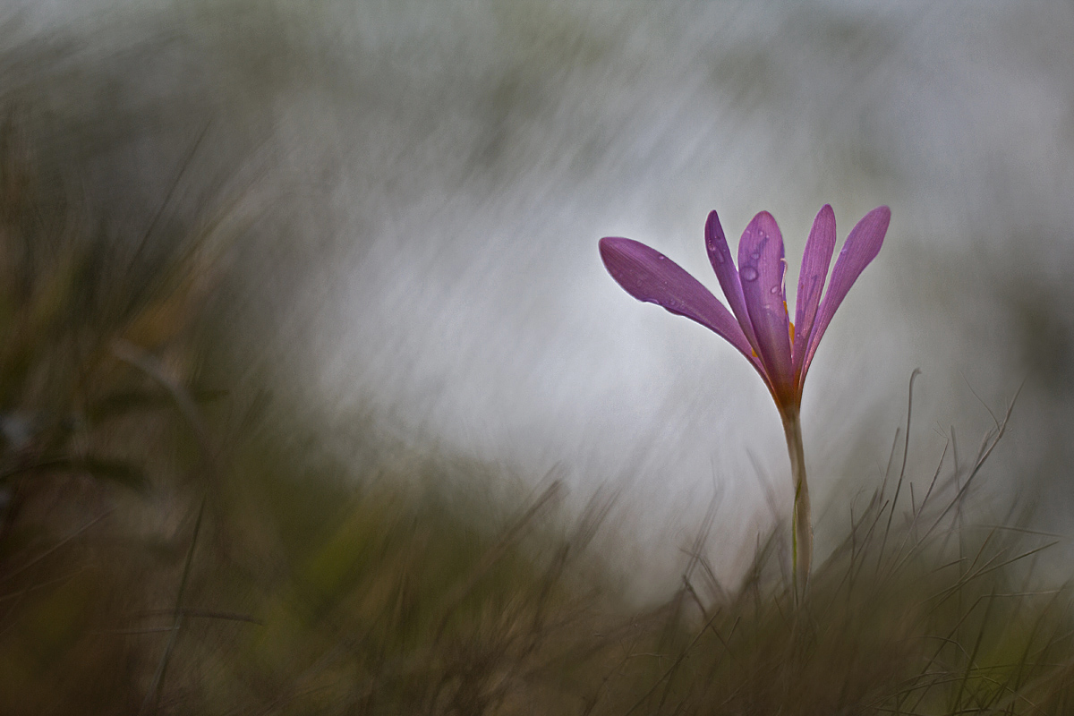 Krokus des Herbstes