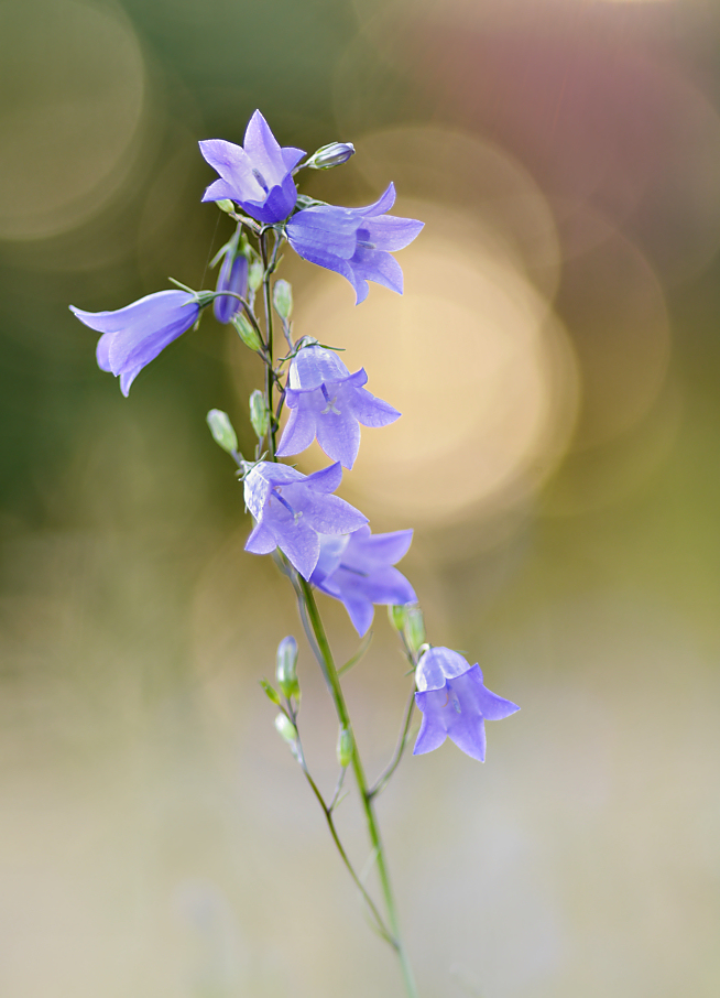 Glockenblume mit ein paar Kringeln