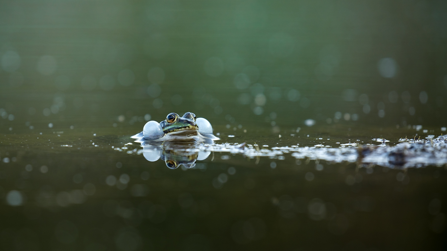 Froschblasen