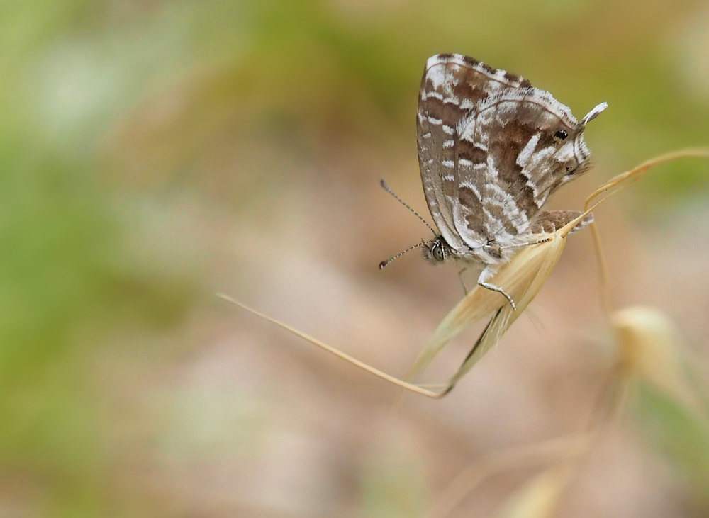 Pelargonien-Bläuling (Cacyreus marshalli)