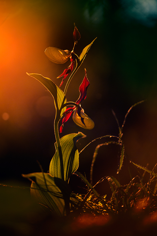 Sehnsucht nach Licht