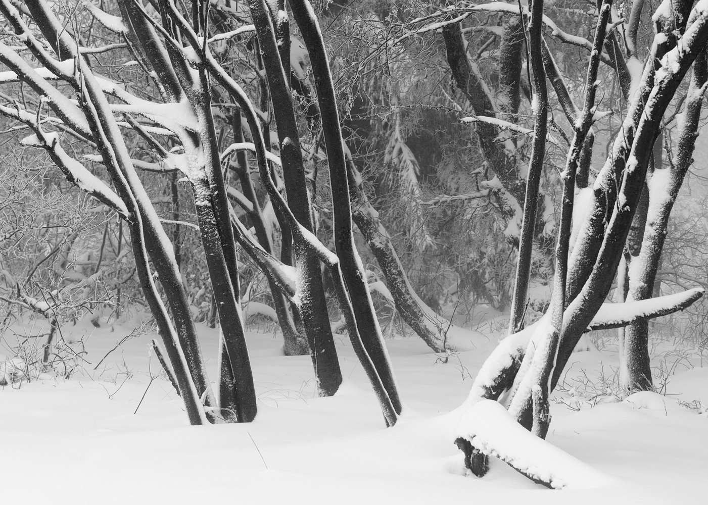 Von Wind und Schnee gebeutelt .