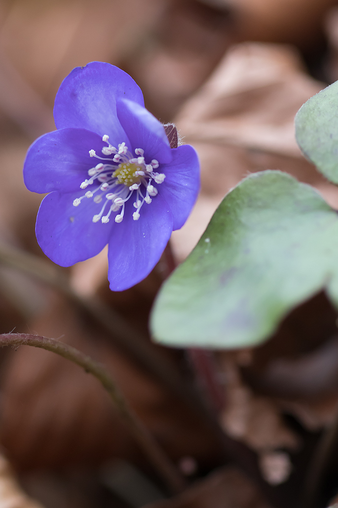 Das erste schüchterne 2018ner Leberblümchen