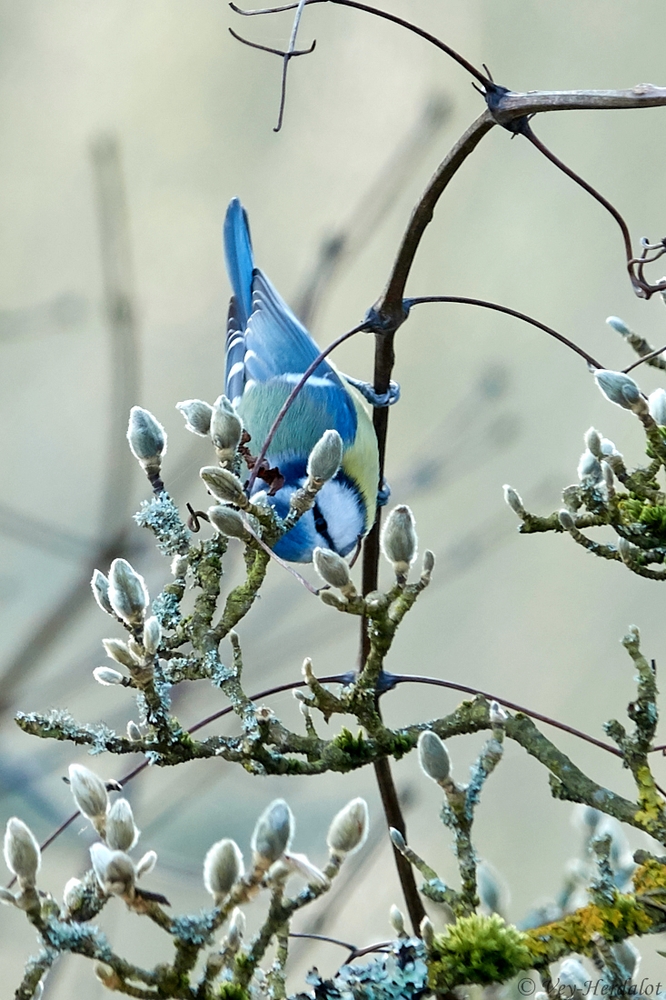 Die Blaumeisen....