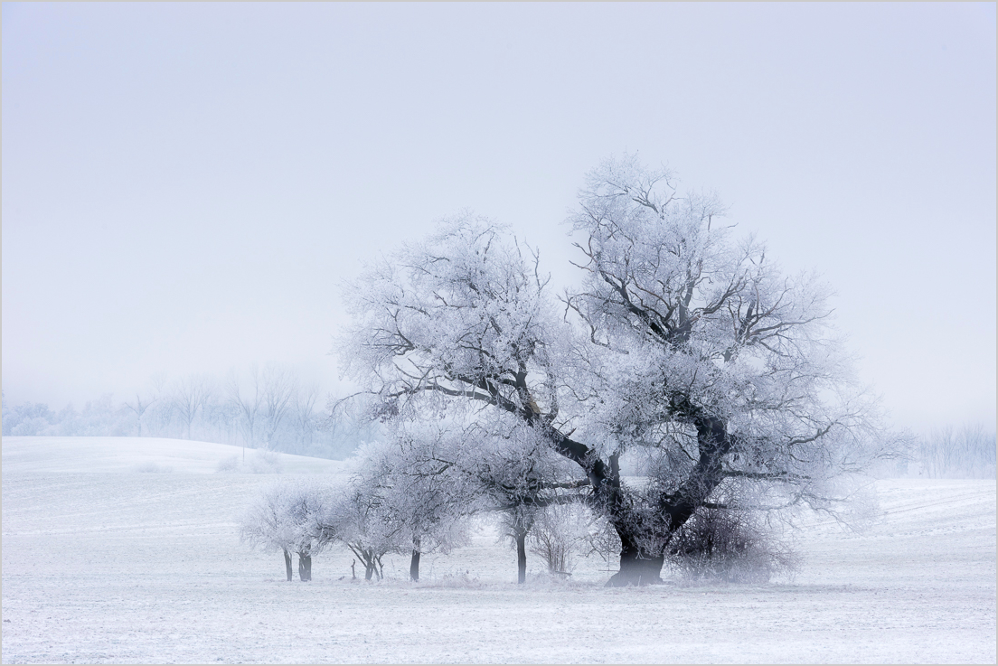 Winterbaum