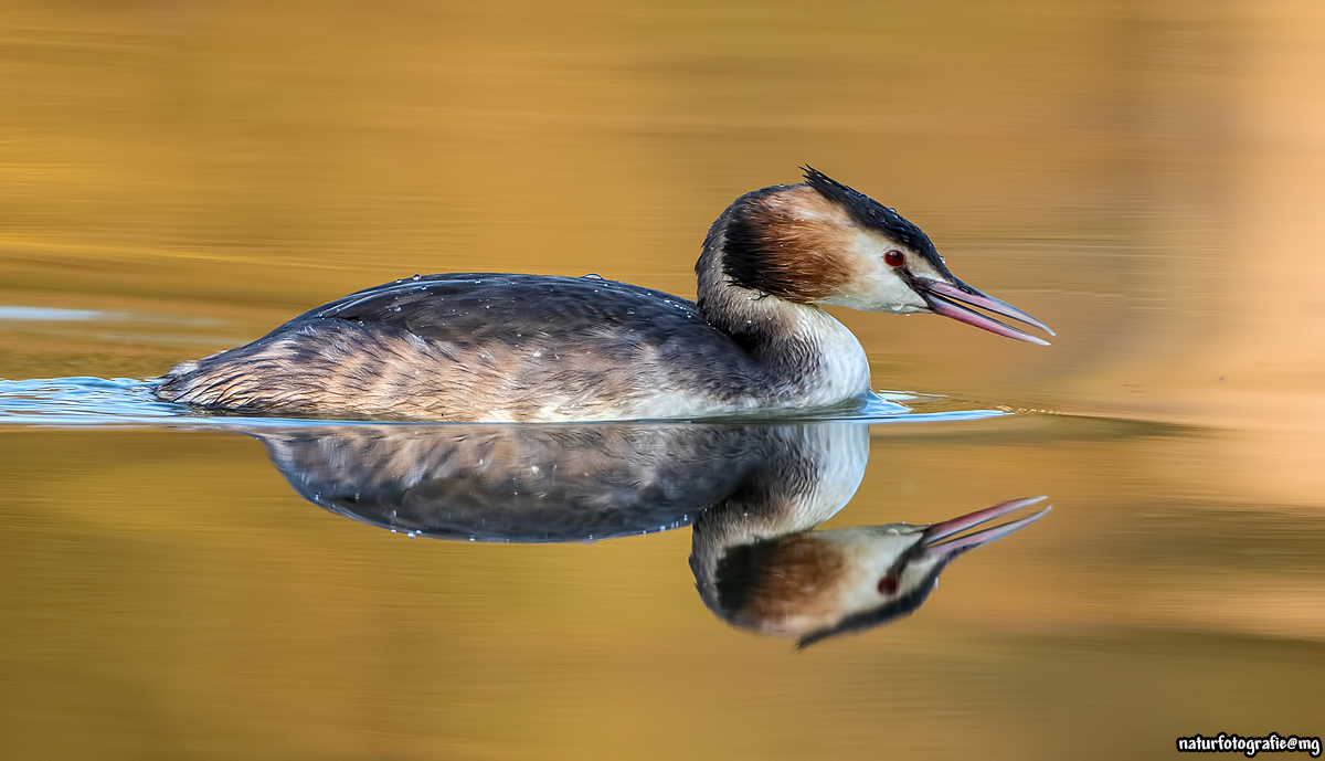 Goldwasserschwimmer