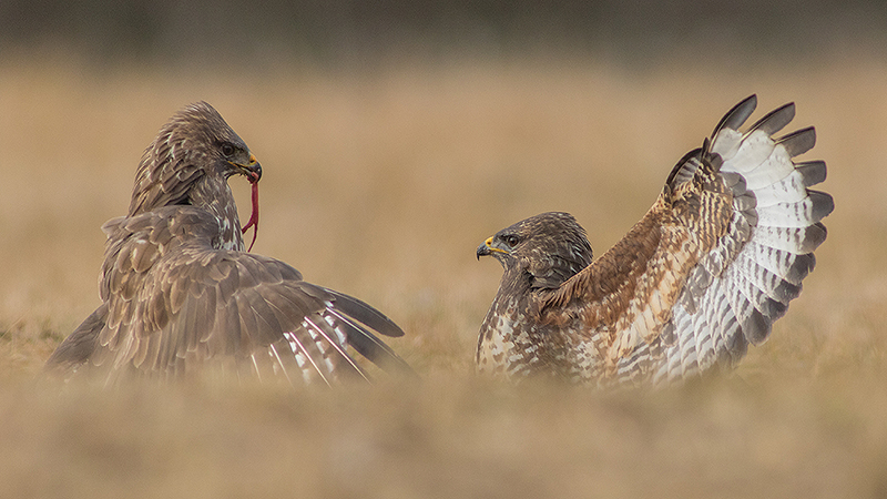 Wild bussard