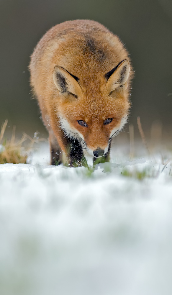 Augen-Blick