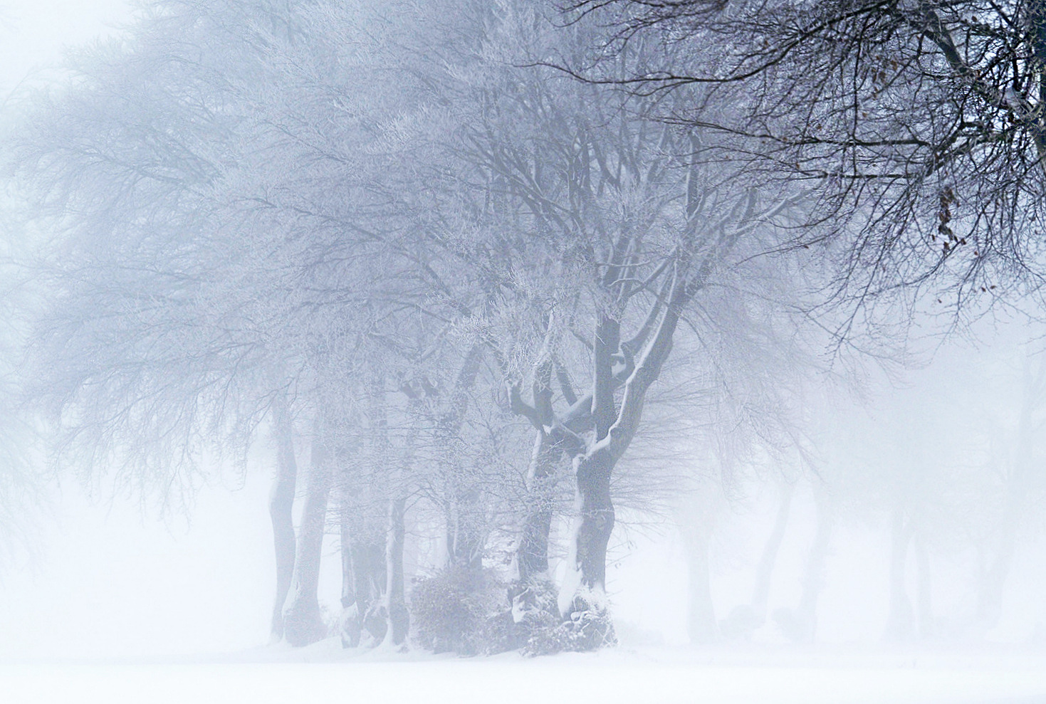 Schneenebel