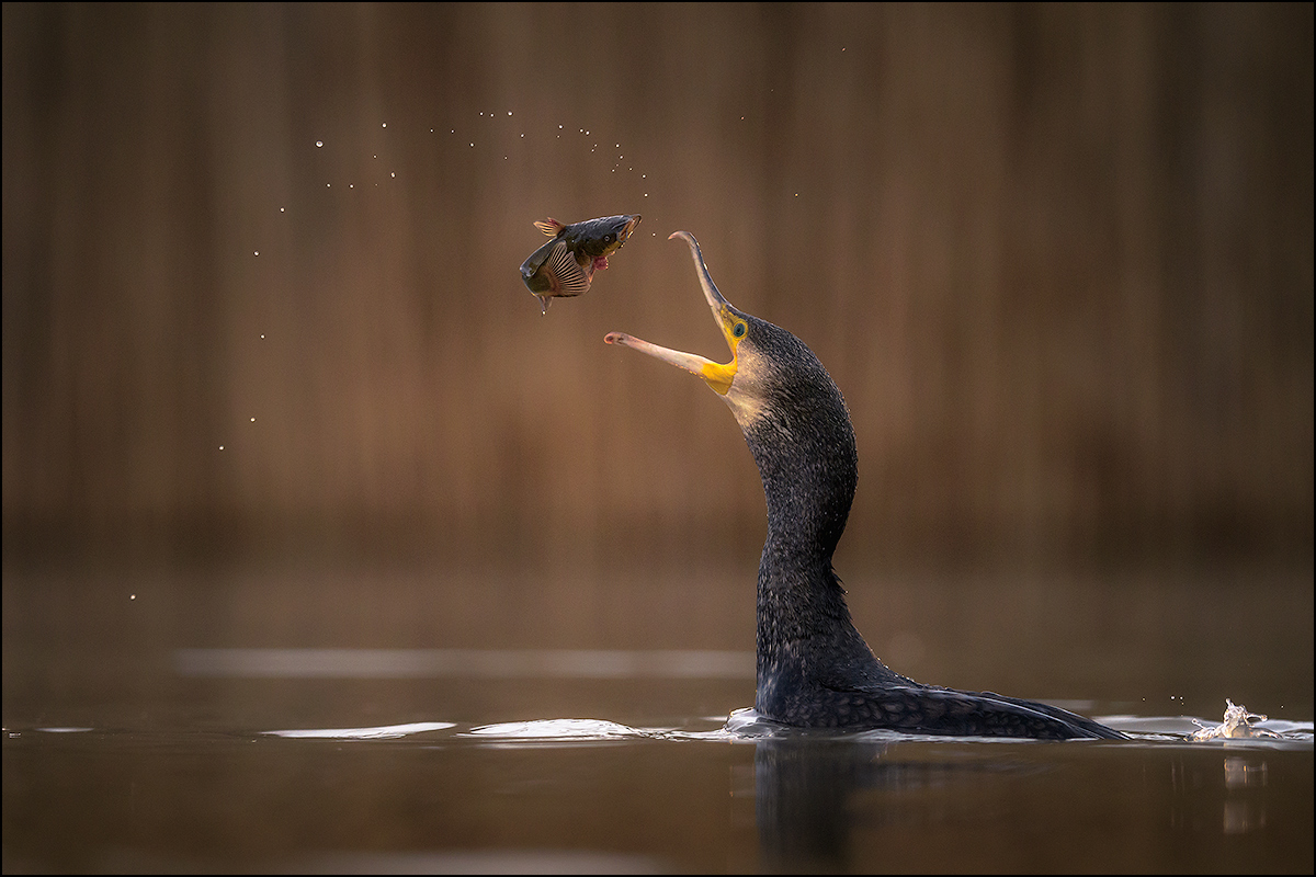Cormorant at work