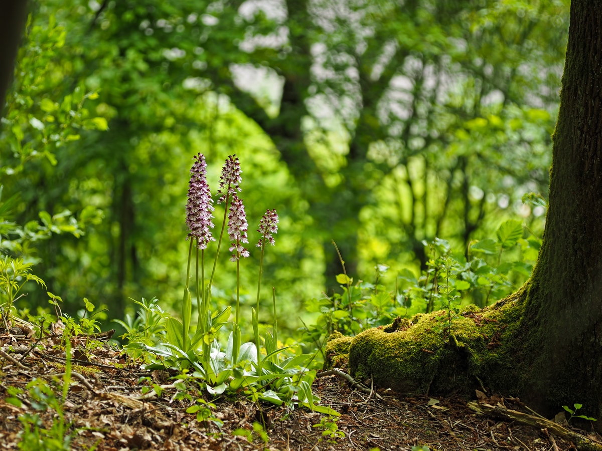 Da ich noch so viele Orchideenbilder habe,