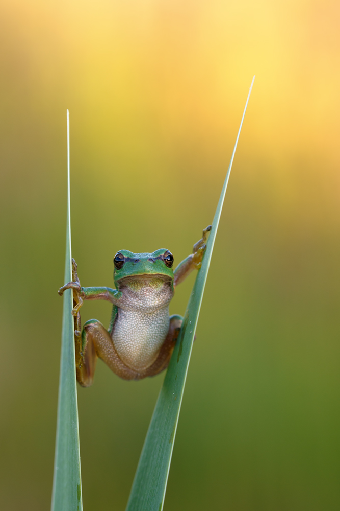 Wetterfrosch