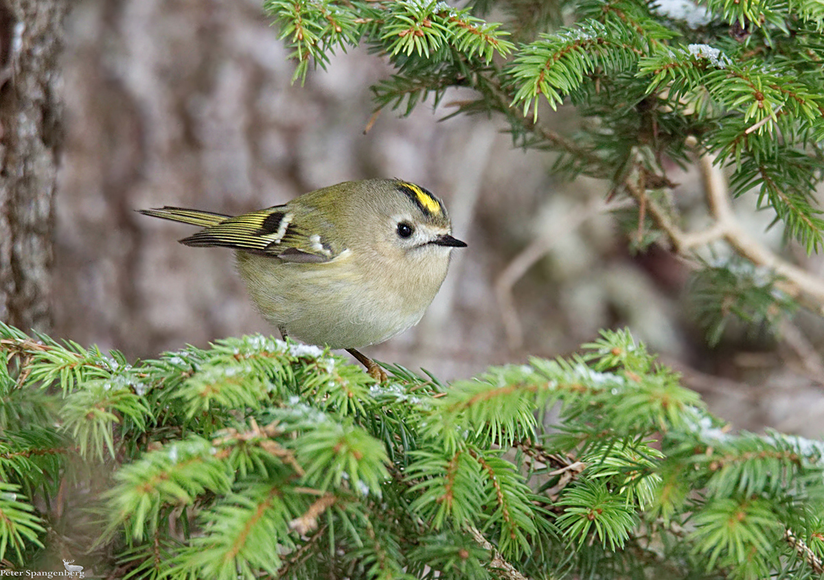 Wintergoldhähnchen