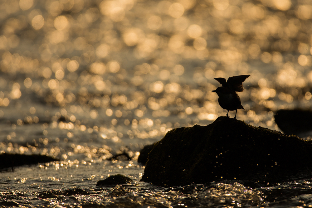 Wasseramsel im Gegenlicht