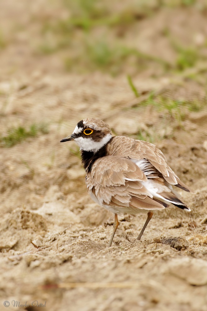 Flussregenpfeifer (Charadrius dubius)