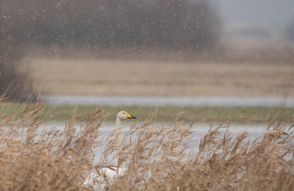 Singschwanwetter