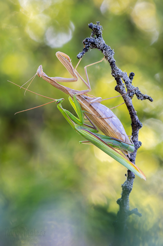 Mantis religiosa-Kopula