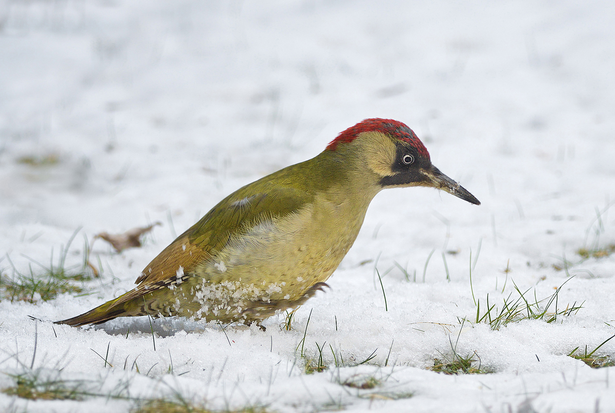 Grünspecht im Schnee