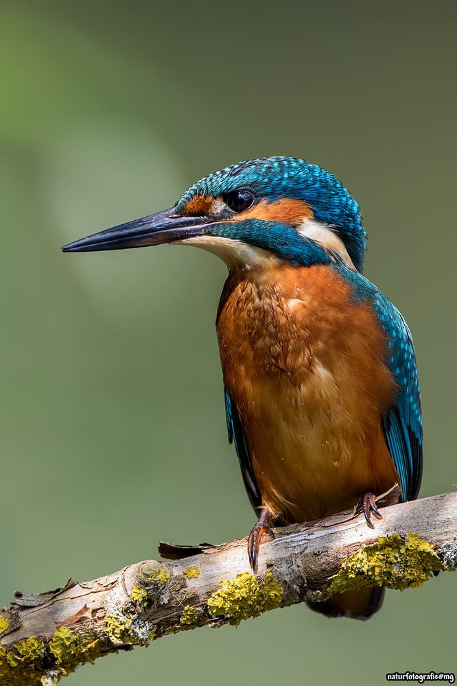 Nur ein Eisvogel