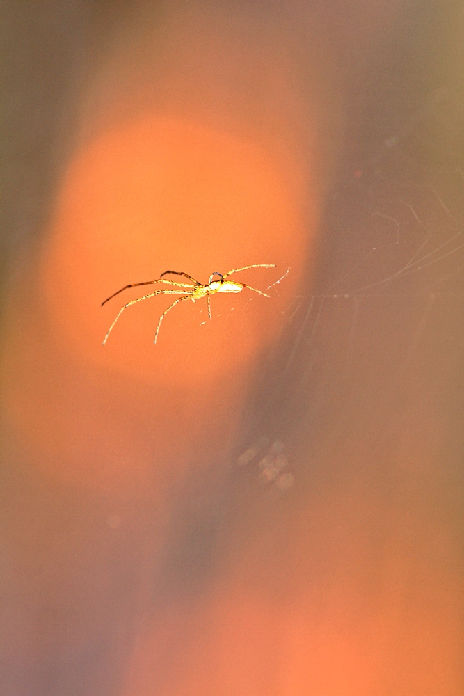 golden spider