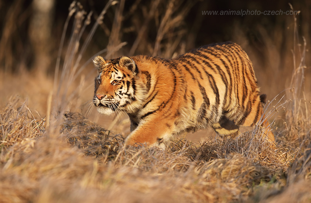 Amuritiger (panthera tigris altaica)