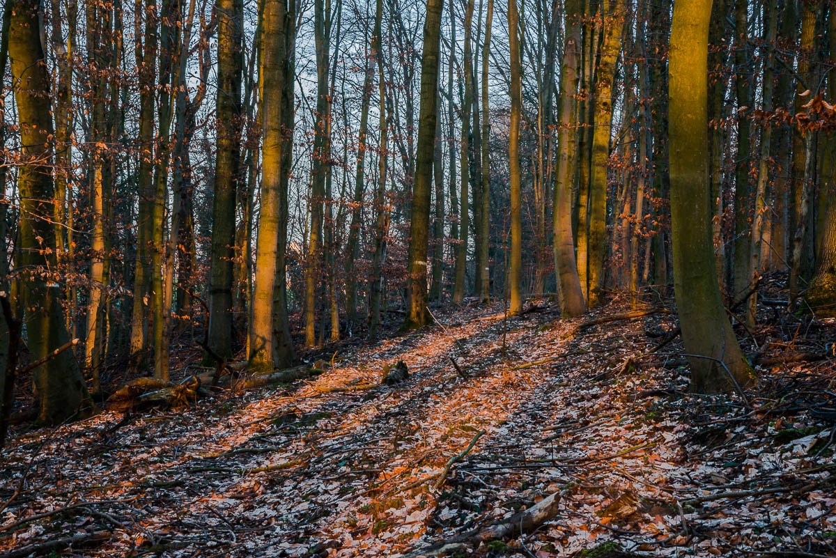 Goldener Zebrastreifen