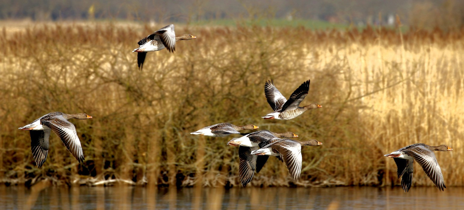 Gänseflug