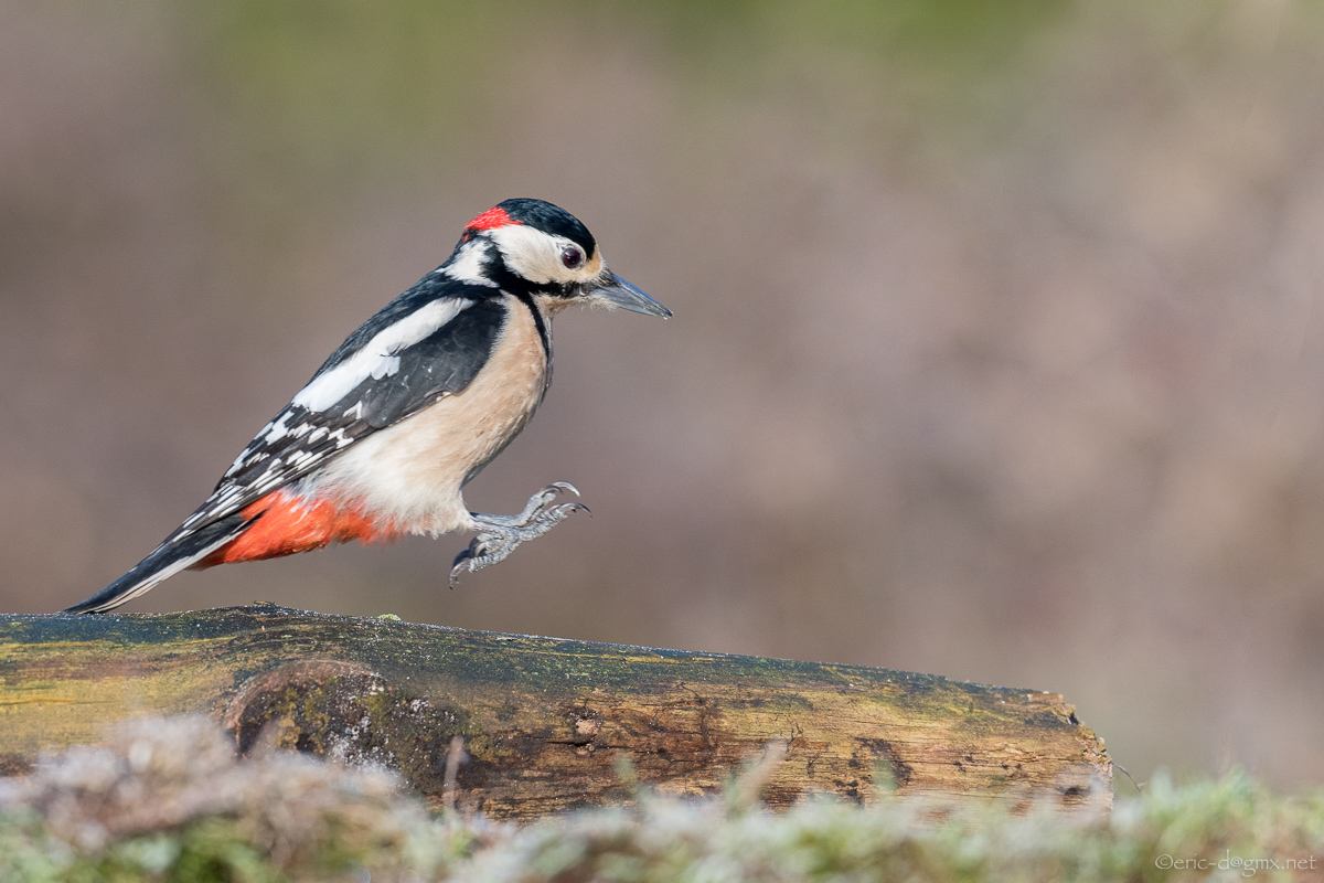 Woodpecker Jump Style