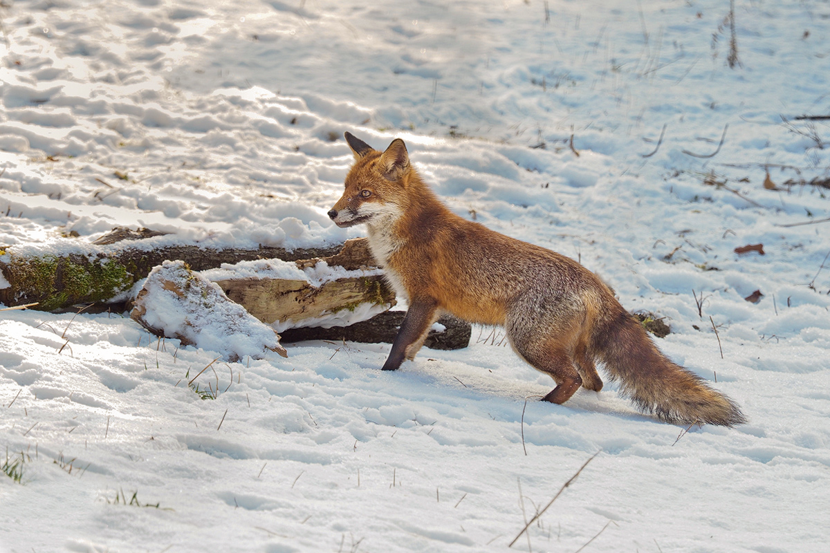 ein Fuchs