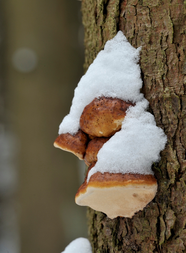 Fichtenporling im Eifel NP