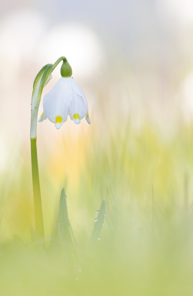 Frühlingsgruß