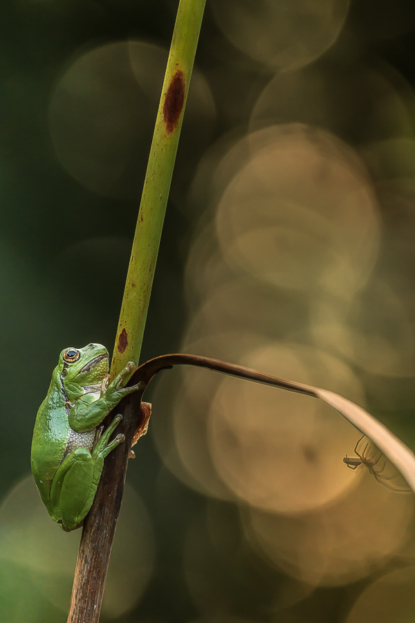 Ein Laubfrosch