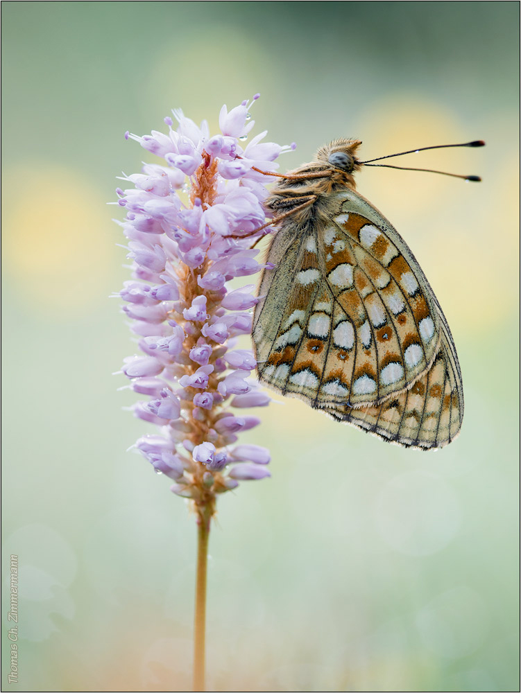 Argynnis niobe