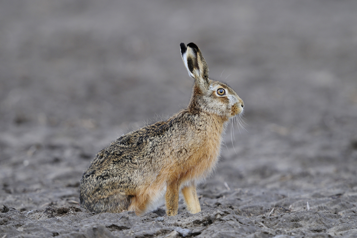 Hase (Lepus europaeus)