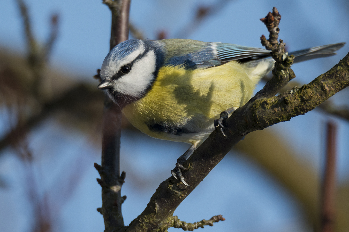 Jetzt hab ich auch einen Vogel..