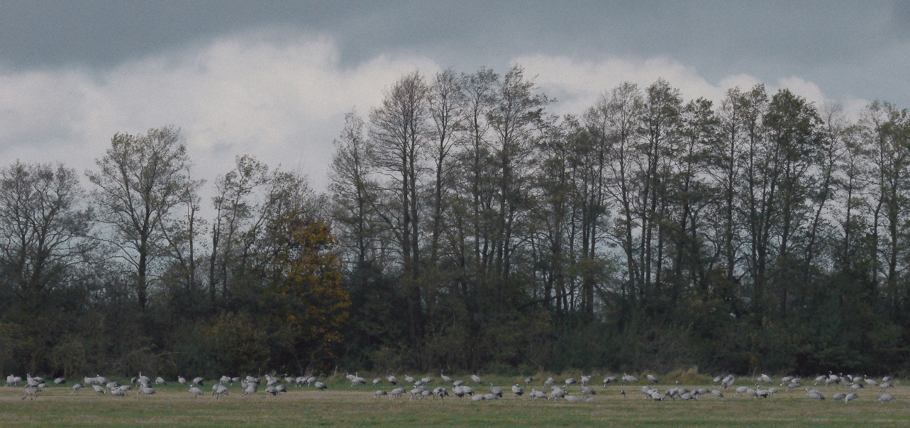 Landschaft mit Kranichen