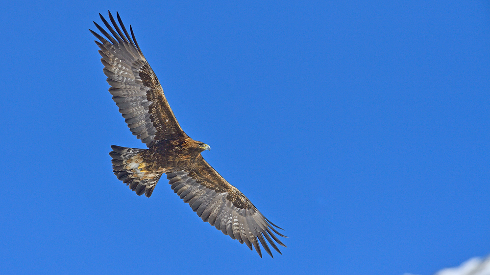 Steinadler im Flug