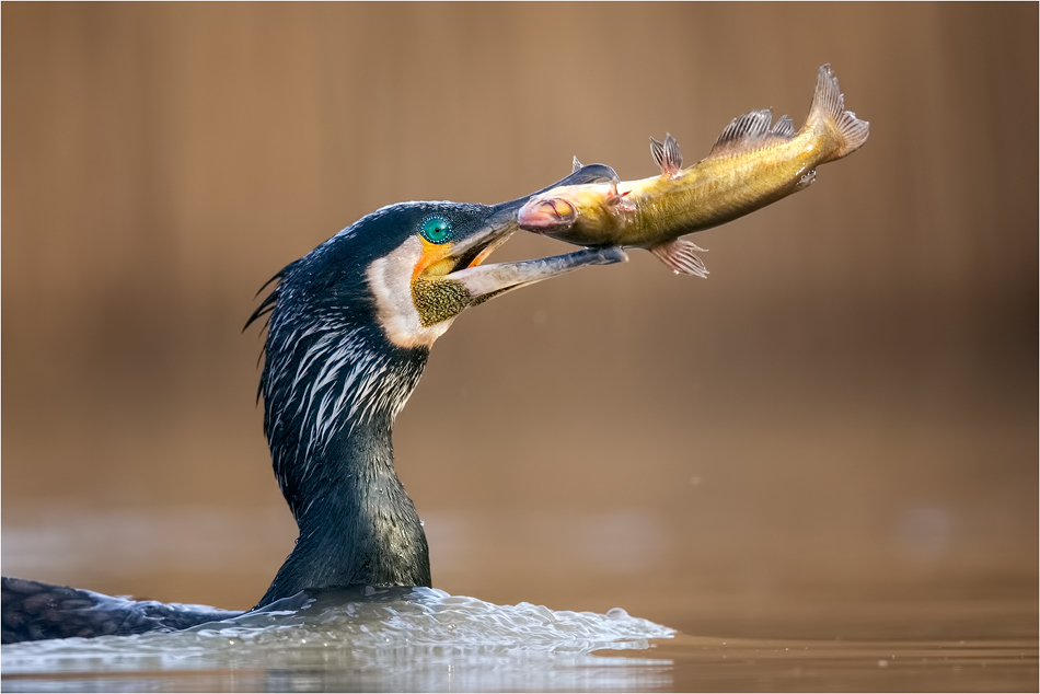 The big catch