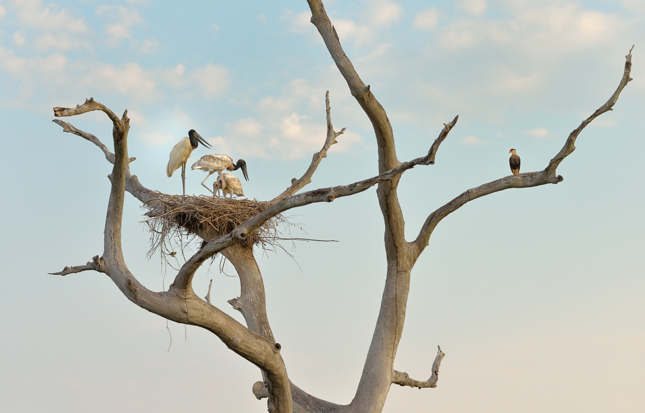 Jabiru-Nest