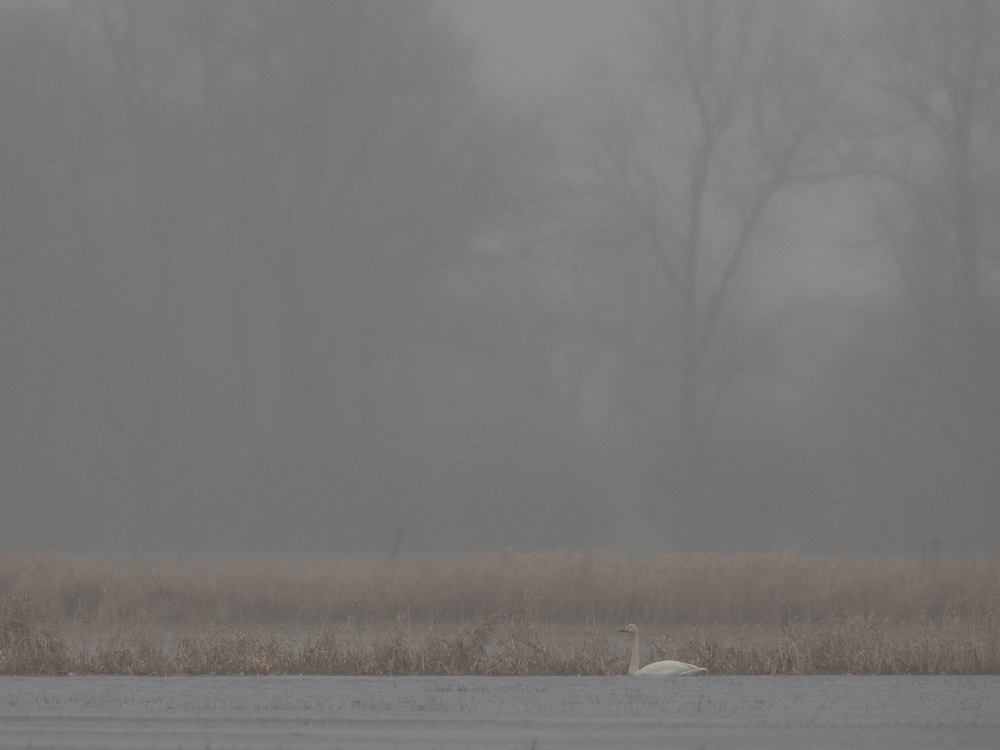 Singschwan in Grau