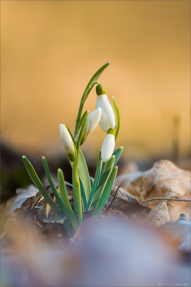 Schneeglöckchen..