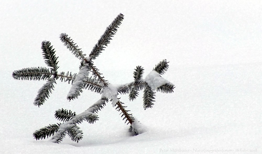 Stehauf-Bäumchen im Schnee