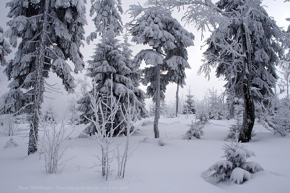 lichter Winterwald